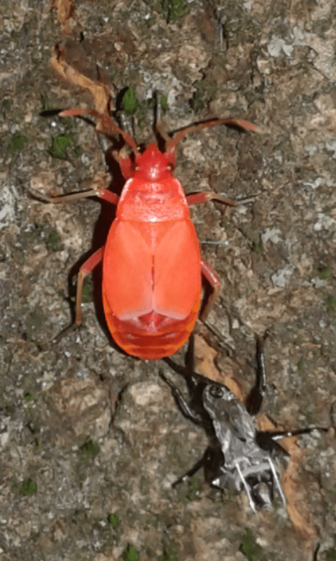 Pyrrhocoridae : Pyrrhocoris apterus fresco di muta